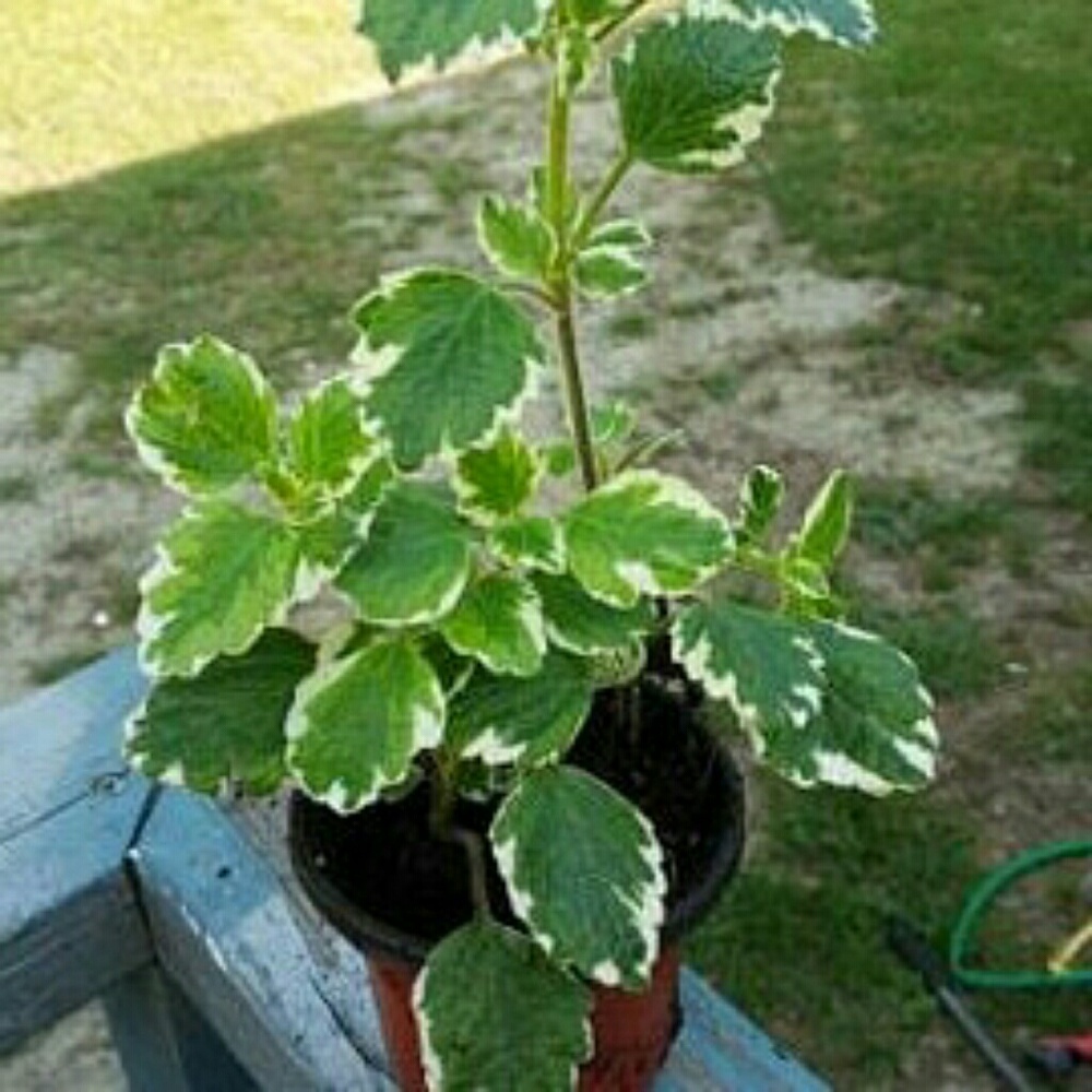Swedish ivy
